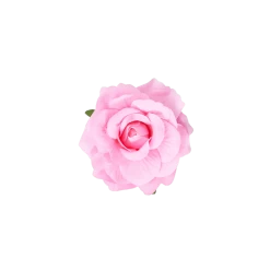 Pink Flower