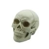 Resin Skull Head